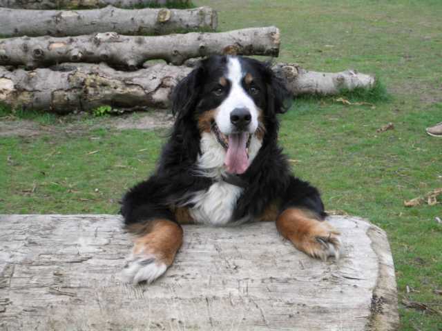 Berner Sennenhund