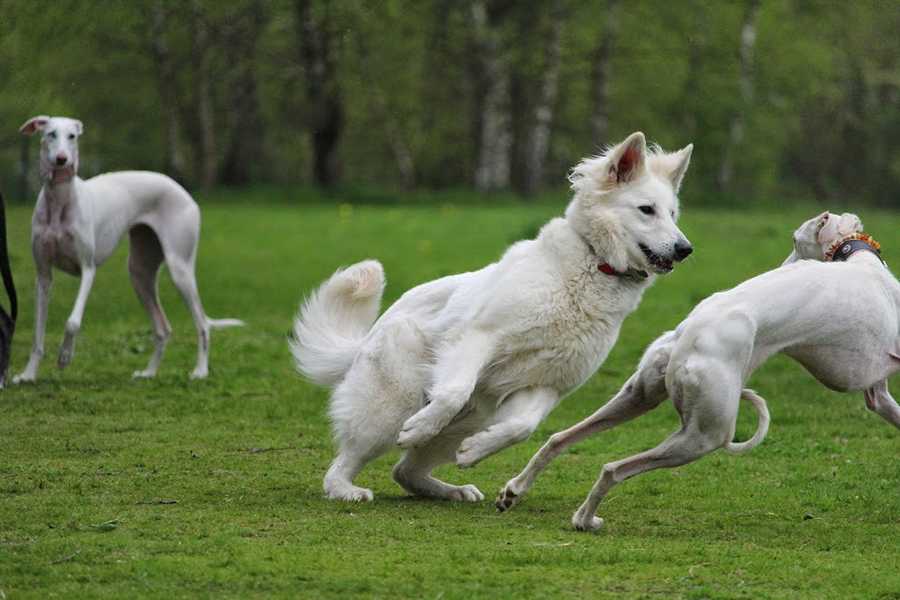 Hunde