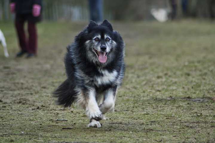 Husky-Schäferhund