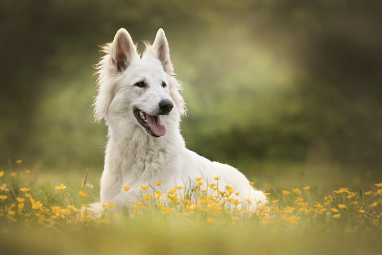 Weisser Schweizer Schäferhund